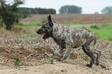 BOUVIER DES ARDENNES 159
